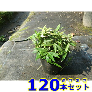 RO}UT (F) 10.5p 120{ OhJo[@@G\h