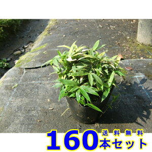 RO}UT (F) 10.5p 160{ OhJo[@@G\h