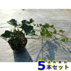 wfwbNX (ZCELd^EACr[) 10.5p 5{ OhJo[@@G\h