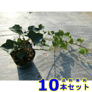 wfwbNX (ZCELd^EACr[) 10.5p 10{ OhJo[@@G\h