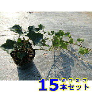 wfwbNX (ZCELd^EACr[) 10.5p 15{ OhJo[@@G\h