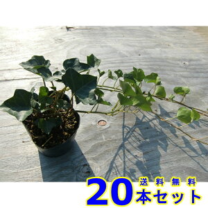 wfwbNX (ZCELd^EACr[) 10.5p 20{ OhJo[@@G\h