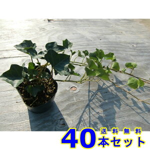 wfwbNX (ZCELd^EACr[) 10.5p 40{ OhJo[@@G\h