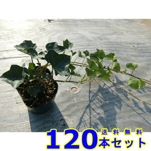 wfwbNX (ZCELd^EACr[) 10.5p 120{ OhJo[@@G\h