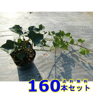 wfwbNX (ZCELd^EACr[) 10.5p 160{ OhJo[@@G\h