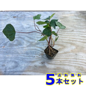 wfJiGVX (ACr[EIJd^) 10.5p 5{ OhJo[@@G\h