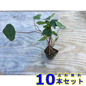 wfJiGVX (ACr[EIJd^) 10.5p 10{ OhJo[@@G\h