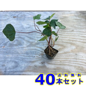 wfJiGVX (ACr[EIJd^) 10.5p 40{ OhJo[@@G\h