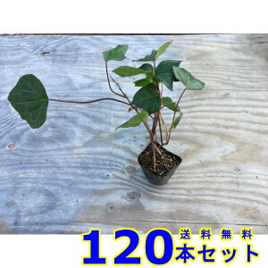 wfJiGVX (ACr[EIJd^) 10.5p 120{ OhJo[@@G\h