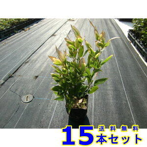 IJUT (T) 12.0p 15{ OhJo[@@G\h