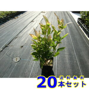 IJUT (T) 12.0p 20{ OhJo[@@G\h