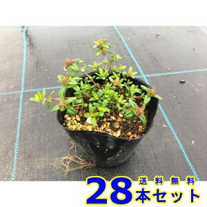 ^C MJEX n[u (n[u) 9.0p 28{ OhJo[@@G\h