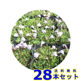 サギゴケ　ピンク (鷺苔 ピンク花) 9.0p 28本 グランドカバー　下草　雑草予防