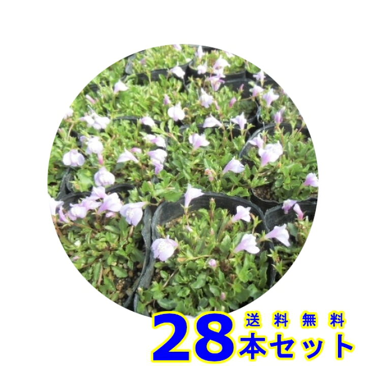 楽天市場 サギゴケ ピンク 鷺苔 ピンク花 9 0ｐ 28本 グランドカバー 下草 雑草予防 猪之助商店