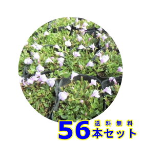 サギゴケ　ピンク (鷺苔 ピンク花) 9.0p 56本 グランドカバー　下草　雑草予防