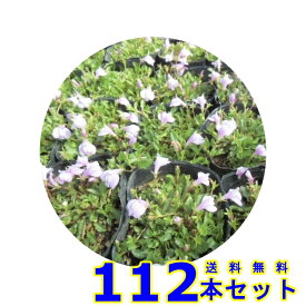 サギゴケ　ピンク (鷺苔 ピンク花) 9.0p 112本 グランドカバー　下草　雑草予防