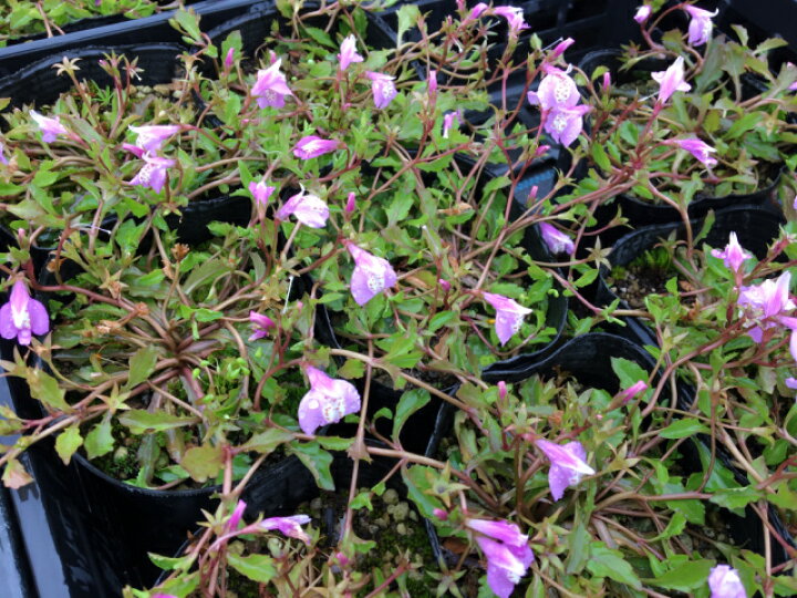 楽天市場 サギゴケ ピンク 鷺苔 ピンク花 9 0ｐ 180本 グランドカバー 下草 雑草予防 猪之助商店
