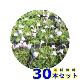 サギゴケ　ピンク (鷺苔 ピンク花) 9.0p 30本 グランドカバー　下草　雑草予防