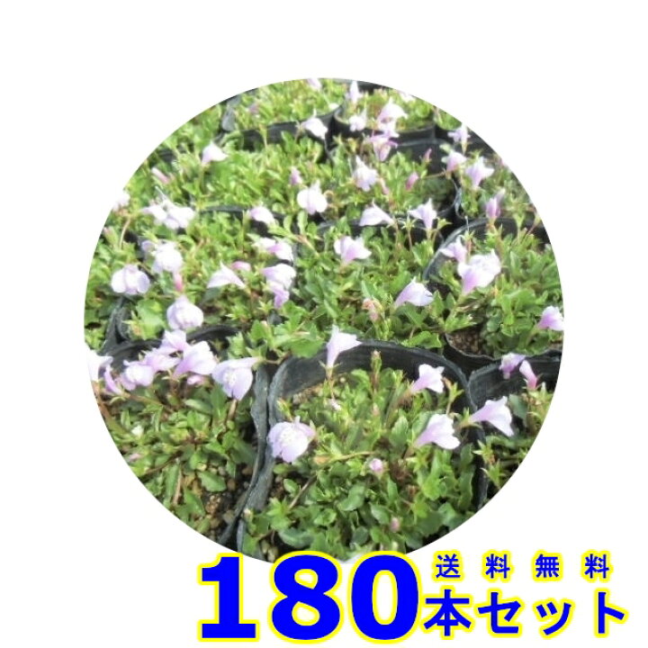 楽天市場 サギゴケ ピンク 鷺苔 ピンク花 9 0ｐ 180本 グランドカバー 下草 雑草予防 猪之助商店
