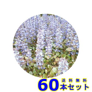 AWK (N) 9.0p 60{ OhJo[@@G\h