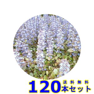 AWK (N) 9.0p 120{ OhJo[@@G\h