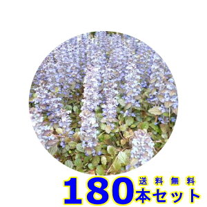 AWK (N) 9.0p 180{ OhJo[@@G\h