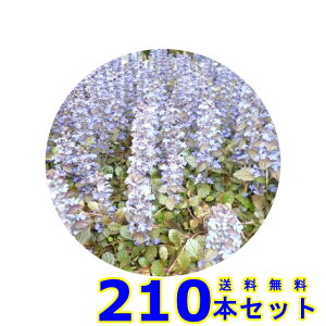 AWK (N) 9.0p 210{ OhJo[@@G\h