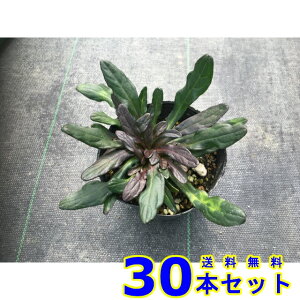 AWKE`R[g`bv (N) 9.0p 30{ OhJo[@@G\h