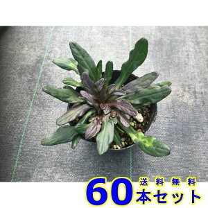 AWKE`R[g`bv (N) 9.0p 60{ OhJo[@@G\h