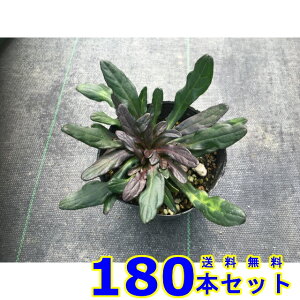 AWKE`R[g`bv (N) 9.0p 180{ OhJo[@@G\h