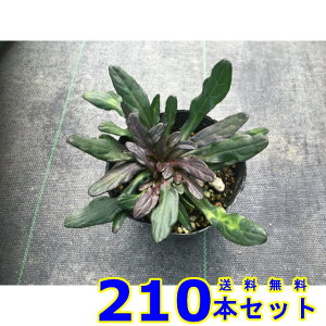 AWKE`R[g`bv (N) 9.0p 210{ OhJo[@@G\h