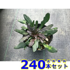 AWKE`R[g`bv (N) 9.0p 240{ OhJo[@@G\h