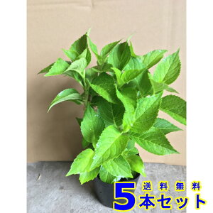 AWTC (z) 15.0p 5{ 0.3mO 15.0p A؁@c؁@V{c[@_