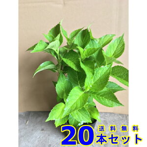 AWTC (z) 15.0p 20{ 0.3mO 15.0p A؁@c؁@V{c[@_