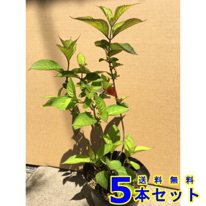 AWTC@Igq@}AWTC@ (zԁ@P) 13.5p 5{ 0.3mO 13.5p A؁@c؁@V{c[@_