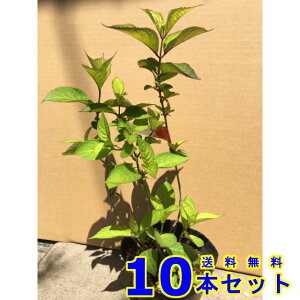AWTC@Igq@}AWTC@ (zԁ@P) 13.5p 10{ 0.3mO 13.5p A؁@c؁@V{c[@_