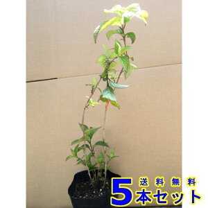 AWTC@NiC@}AWTC@ (zԁ@g) 13.5p 5{ 0.3mO 13.5p A؁@c؁@V{c[@_