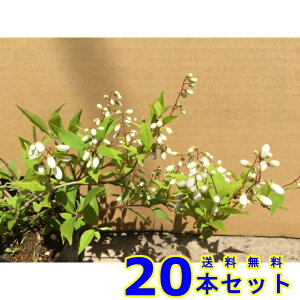 qEcM (PK) 12.0p 20{ 0.2mO 12.0p A؁@c؁@V{c[@_