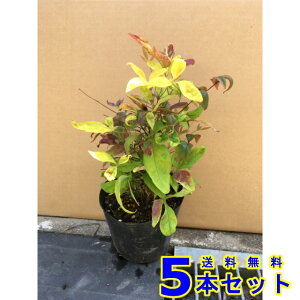 I^tNie (V) 13.5p 5{ 0.2mO 13.5p A؁@c؁@V{c[@_
