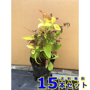 I^tNie (V) 13.5p 15{ 0.2mO 13.5p A؁@c؁@V{c[@_