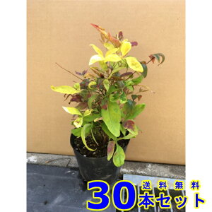 I^tNie (V) 13.5p 30{ 0.2mO 13.5p A؁@c؁@V{c[@_