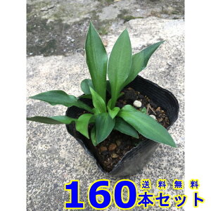 z\oM{EV (חt[@N) 10.5p 160{ OhJo[@@G\h