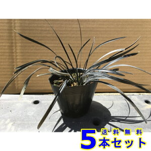 RNE () 10.5p 5{ OhJo[@@G\h