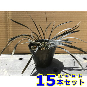 RNE () 10.5p 15{ OhJo[@@G\h