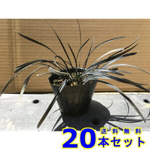 RNE () 10.5p 20{ OhJo[@@G\h