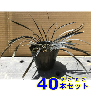 RNE () 10.5p 40{ OhJo[@@G\h