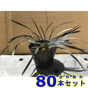 RNE () 10.5p 80{ OhJo[@@G\h