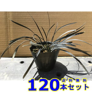 RNE () 10.5p 120{ OhJo[@@G\h