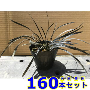 RNE () 10.5p 160{ OhJo[@@G\h