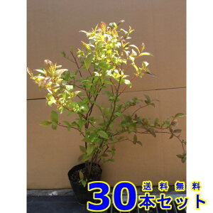 コバノズイナ (小葉の髄菜) 13.5p 30本 樹高0.3m前後 13.5p 植木 苗木 シンボルツリー 生垣